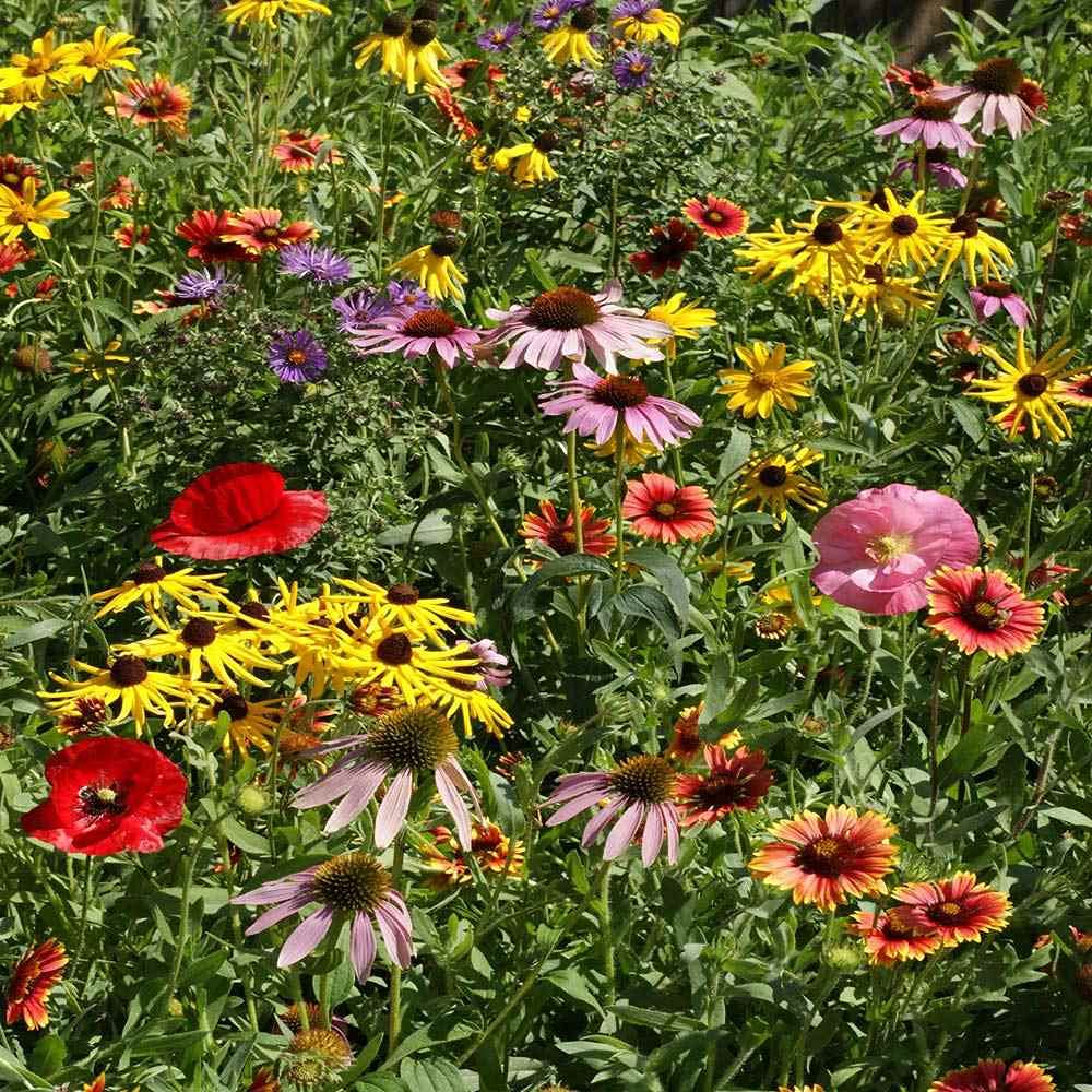 Midwest Mix Wildflower Seeds