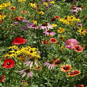 Midwest Mix Wildflower Seeds