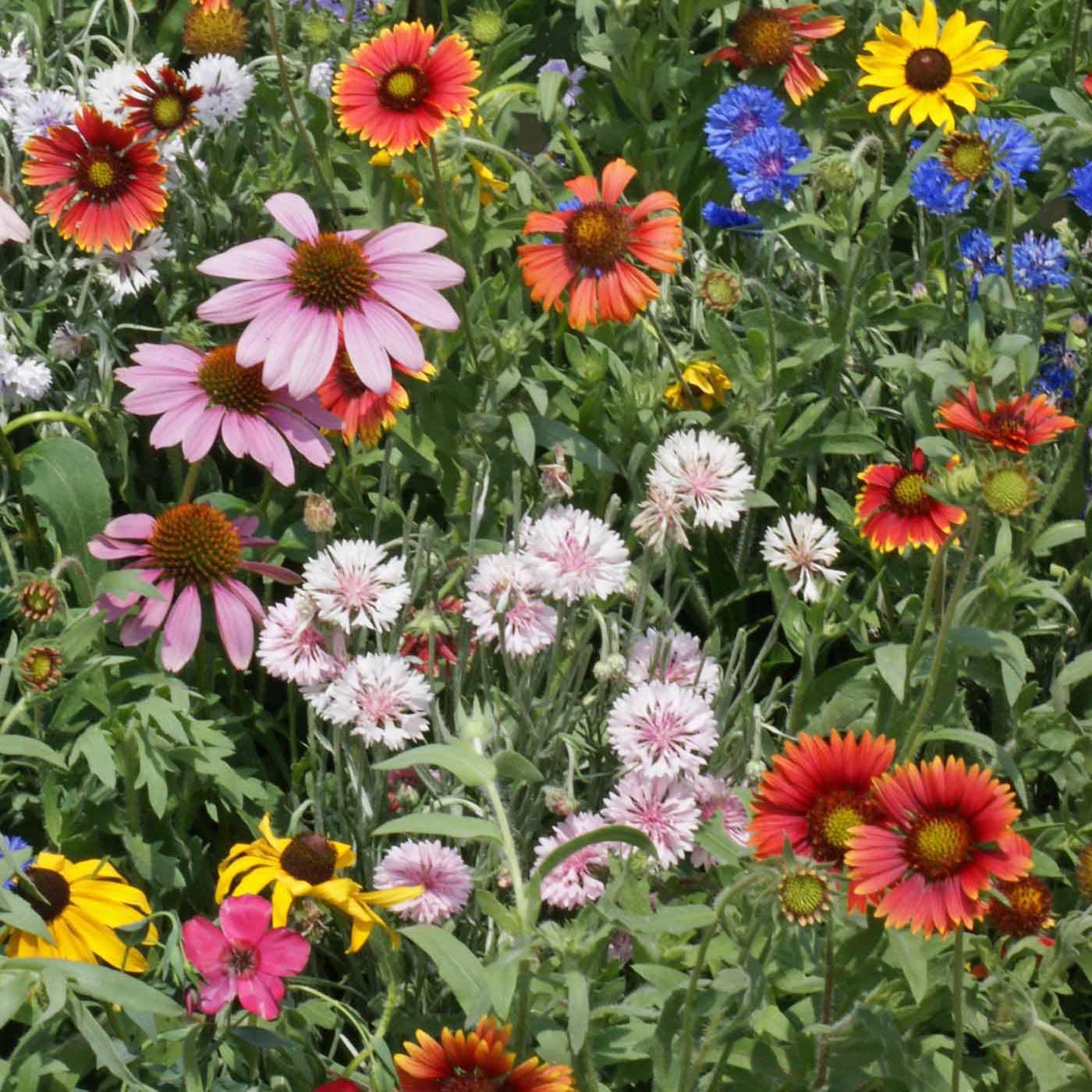 Northeast Mix Wildflower Seeds