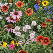 Northeast Mix Wildflower Seeds