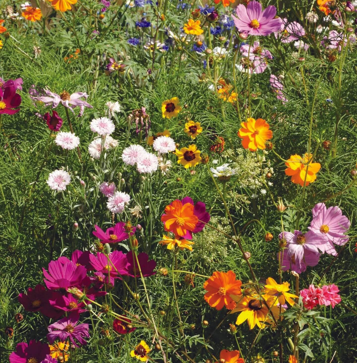 Pollinator Mix Wildflower Seeds