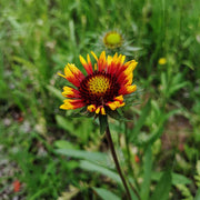 Wildflower Seeds, Texas Mix