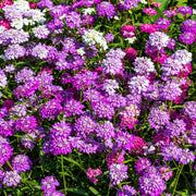 Wildflower Tall Mix Candytuft Seeds