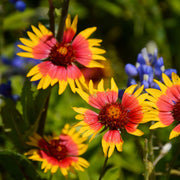 Wildflower Seeds, Texas Mix