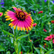 Wildflower Seeds, Texas Mix