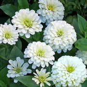 Wildflower White Green Zinnia Seeds