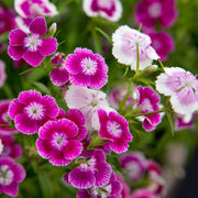 Williams Flowers Seeds - Flower Plant