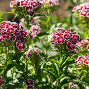 Williams Flowers Seeds - Flower Plant