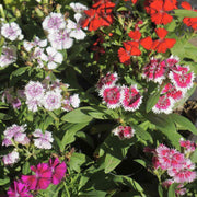 Williams Flowers Seeds - Flower Plant