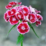 Williams Flowers Seeds - All In One For Home Gardens