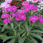 Williams Flowers Seeds - Flower Plant