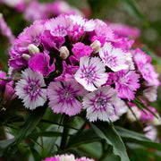 Williams Flowers Seeds - All In One For Home Gardens