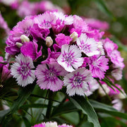 Williams Flowers Seeds - Flower Plant