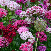 Williams Flowers Seeds - Flower Plant