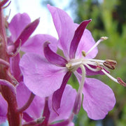 Epilobium Angustifolium Willowherb Seeds