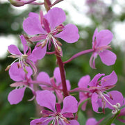 Epilobium Angustifolium Willowherb Seeds