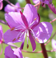 Epilobium Angustifolium Willowherb Seeds