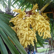 Windmill Palm Trachycarpus Fortunei Seeds
