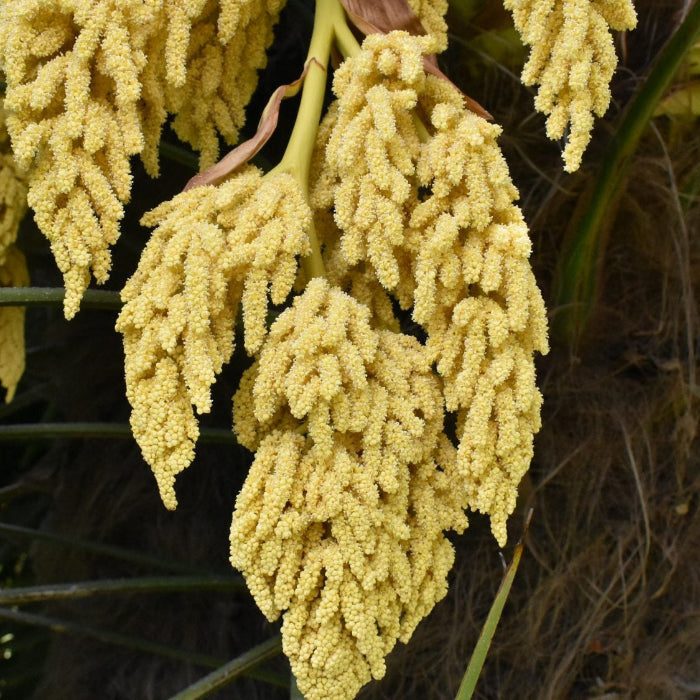 Windmill Palm Trachycarpus Fortunei Seeds