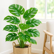 Windowleaf Plant Seeds - Tropical Ornamental Houseplant Seeds for Planting