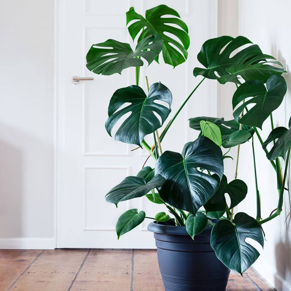 Windowleaf Plant Seeds - Tropical Ornamental Houseplant Seeds for Planting