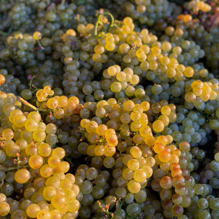 Wine Mixed Grape Seeds