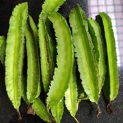 Green Winged Bean Seeds