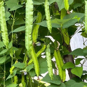Green Winged Bean Seeds