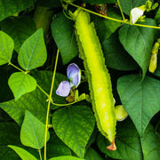 Psophocarpus Tetragonolobus Winged Bean Seeds
