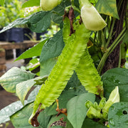 Psophocarpus Tetragonolobus Winged Bean Seeds