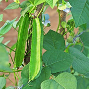 Psophocarpus Tetragonolobus Winged Bean Seeds