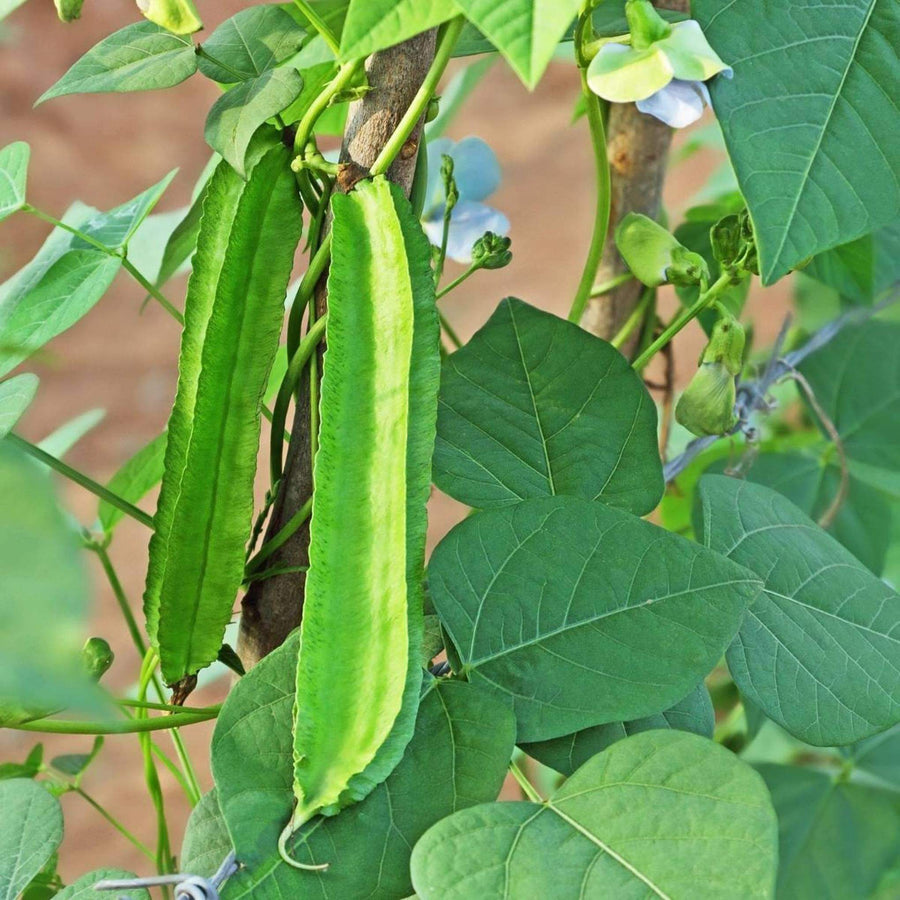 Psophocarpus Tetragonolobus Winged Bean Seeds