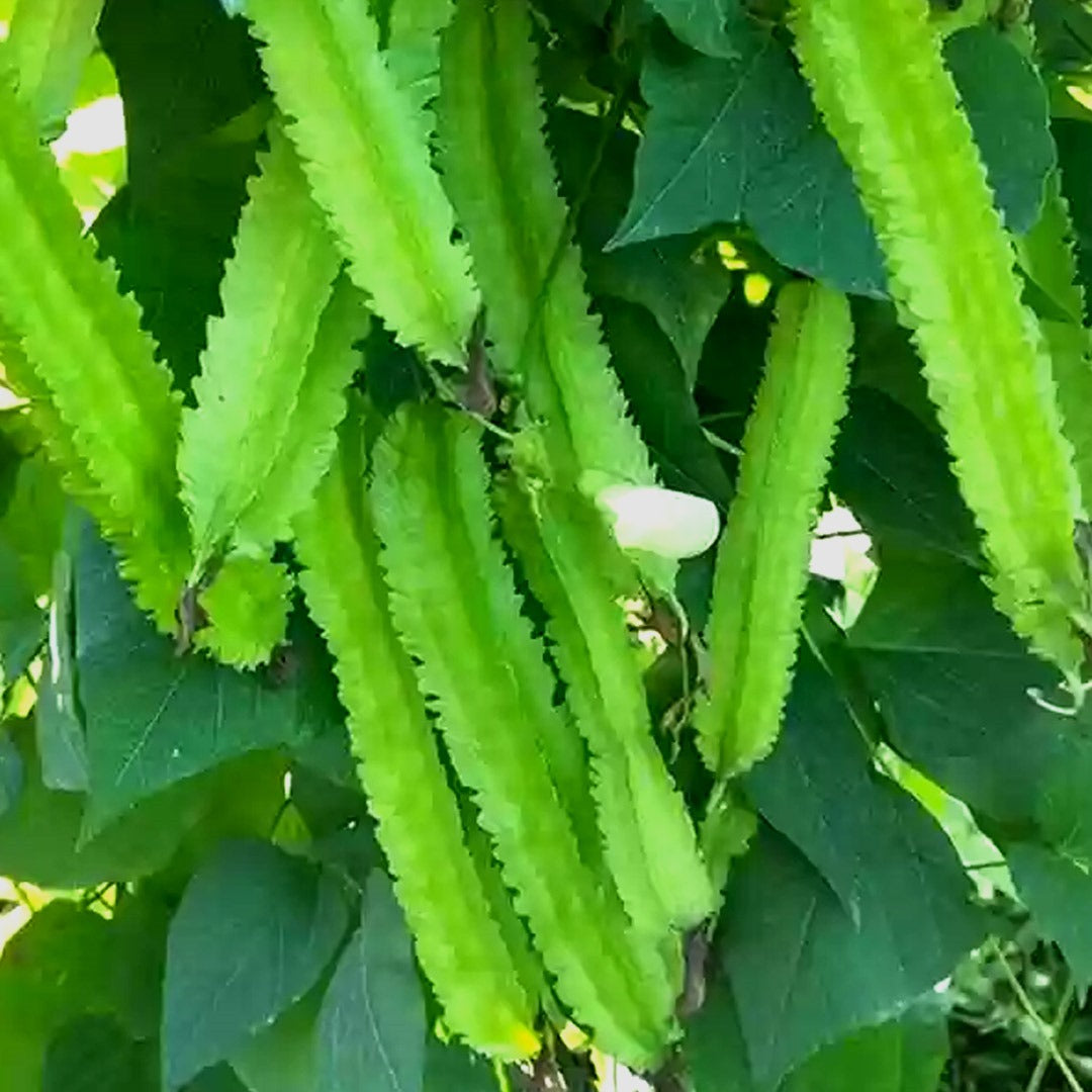 Tropical Winged Bean Seeds