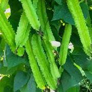 Tropical Winged Bean Seeds