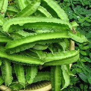 Tropical Winged Bean Seeds