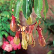 Winged Pitcher Seeds