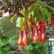 Winged Pitcher Seeds