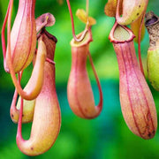 Winged Pitcher Seeds