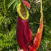 Winged Pitcher Seeds