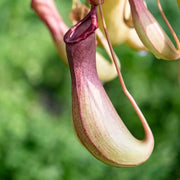 Winged Pitcher Seeds