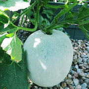 White Ash Gourd Winter Melon Seeds