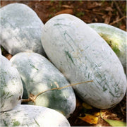Winter Melon Wax Gourd Seeds