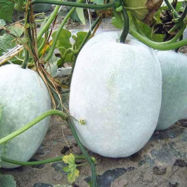 White Ash Gourd Winter Melon Seeds