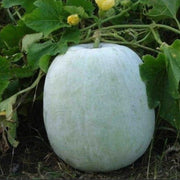 White Ash Gourd Winter Melon Seeds