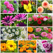 Blend Winter Mix Seeds