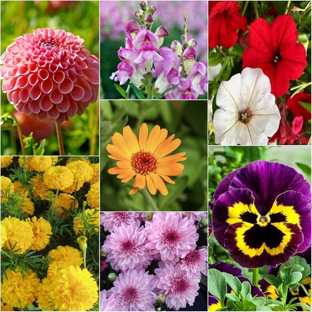 Blend Winter Mix Seeds