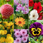 Blend Winter Mix Seeds