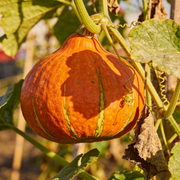 Winter Squash Seeds – Cucurbita maxima