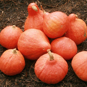 Winter squash Hubbard Golden Seeds