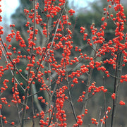 Winterberry Holly Berry Seeds